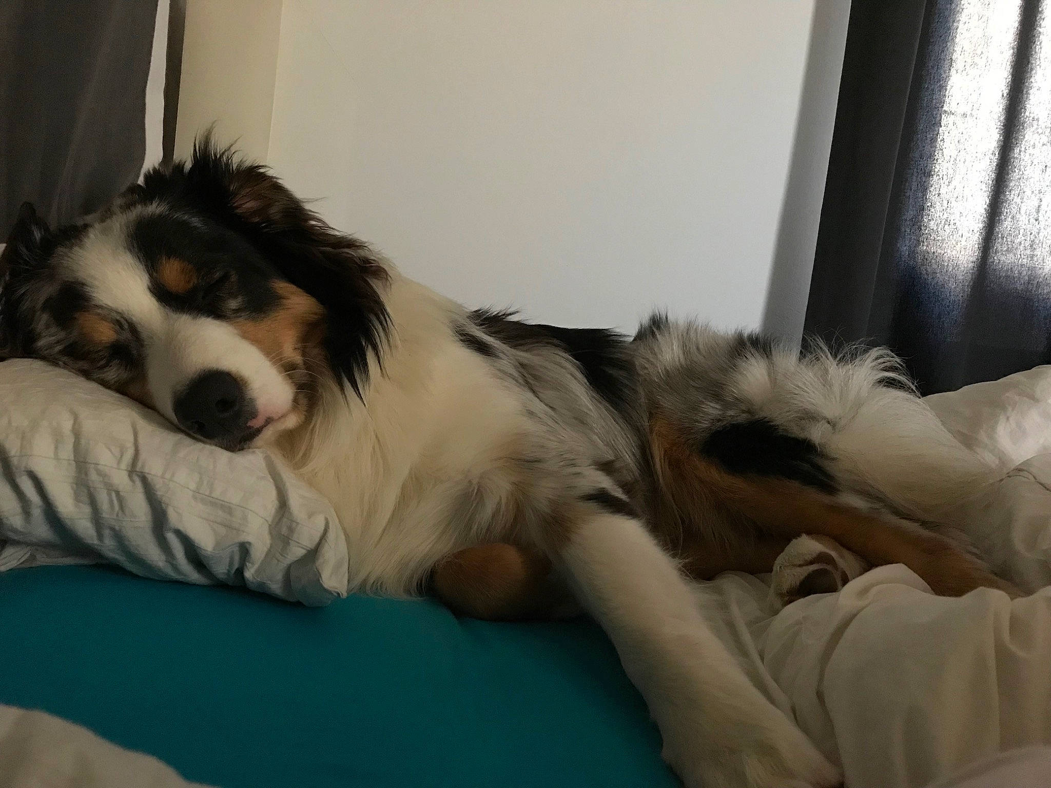 Obiwan a rejoint le concours — aidez-le/la à gagner de superbes lots ! bernese_mountain_dog, bored, canidae, carnivore, cavalier_king_charles_spaniel, comfort, companion_dog, dog, dog_breed, fur, herding_dog, king_charles_spaniel, paw, snout, spaniel, sporting_group, terrestrial_animal, texas_heeler, working_animal, working_dog