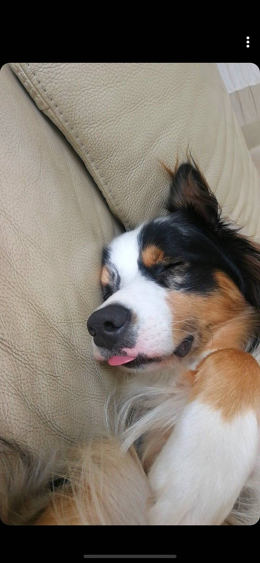 Obiwan participe au concours pour gagner de l'argent avec cette photo : canidae, carnivore, comfort, companion_dog, dog, dog_breed, door, fur, herding_dog, snout, sporting_group, terrestrial_animal, whiskers, working_animal, working_dog