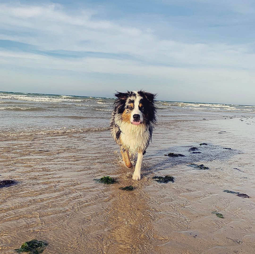Obiwan a rejoint le concours — aidez-le/la à gagner de superbes lots ! beach, carnivore, cloud, coast, companion_dog, dog, dog_breed, happy, herding_dog, horizon, landscape, liquid, sand, shore, sky, sporting_group, water, wave, wind, wind_wave