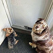 Bleau Pablo joined the competition — help win amazing prizes! dog, dogs, two_dogs, small_dog, large_dog, merle, yorkie, australian_shepherd, door, doormat, indoor, looking_up, tilted_head, fur, pet, waiting, porch, floor, cute, companion