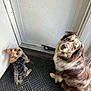 australian_shepherd, companion, cute, dog, dogs, door, doormat, floor, fur, indoor, large_dog, looking_up, merle, pet, porch, small_dog, tilted_head, two_dogs, waiting, yorkie