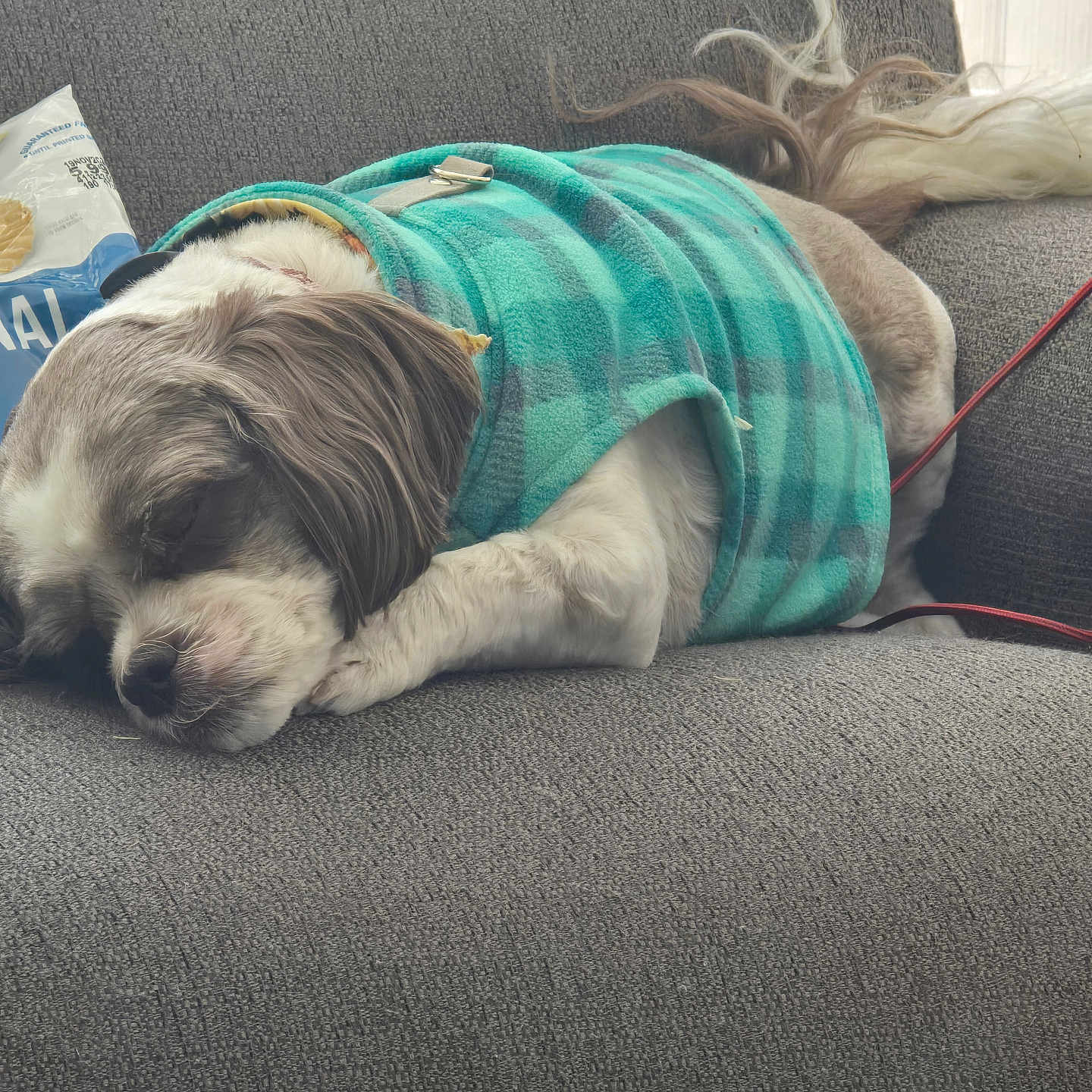 Miss Lucy joined the competition — help win amazing prizes! animal, architecture, blanket, building, canine, chair, couch, cushion, dog, furniture, homedecor, hound, indoors, linen, livingroom, person, pet, puppy, sleeping, terrier