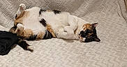 Crazy participe au concours pour gagner de l'argent avec cette photo : beige, blanket, calico, casual, cat, cozy, domestic_animal, feline, fur, home, indoor, lying_down, paw, pet, relaxed, resting, table, tail, water_bottle, whiskers