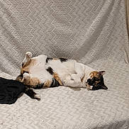 Crazy a rejoint le concours — aidez-le/la à gagner de superbes lots ! cat, calico, pet, animal, relaxed, lying_down, feline, indoor, blanket, beige, texture, fur, cute, resting, comfort, domestic, whiskers, paw, tail, sleepy