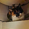 cat, calico_cat, animal, pet, indoor, bathroom, water_heater, tile, curious, feline, whiskers, face, ears, fur, closeup, wall, pipe, domestic_cat, quiet, shadow