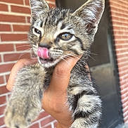 Za Davis joined the competition — help win amazing prizes! kitten, cat, paw, hand, tongue, brick_wall, door, feline, striped_fur, pet, young_animal, cute, animal, close_up, outdoor, fur, whiskers, ears, holding, playful