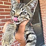 kitten, cat, paw, hand, tongue, brick_wall, door, feline, striped_fur, pet, young_animal, cute, animal, close_up, outdoor, fur, whiskers, ears, holding, playful