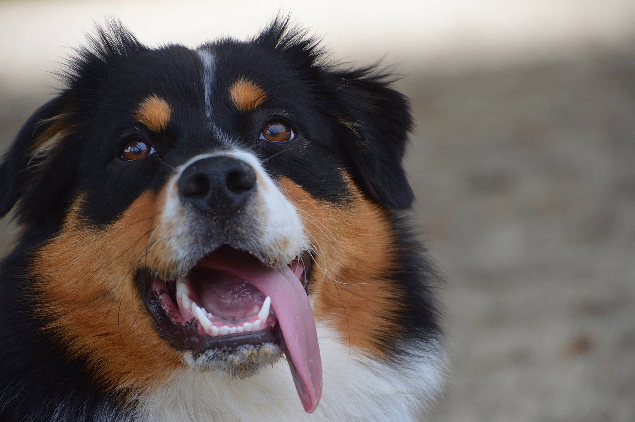 Lucie a rejoint le concours — aidez-le/la à gagner de superbes lots ! ancient_dog_breeds, australian_collie, australian_shepherd, bernese_mountain_dog, canidae, carnivore, companion_dog, dog, dog_breed, english_shepherd, herding_dog, mammal, rare_breed_dog, scotch_collie, snout, sporting_group, vertebrate, welsh_sheepdog, whiskers, working_dog