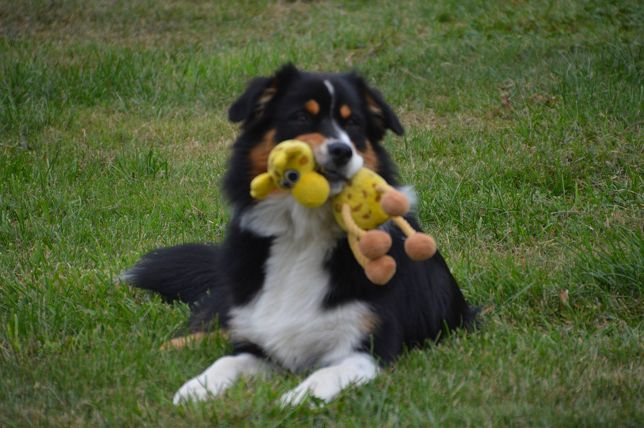 Lucie a rejoint le concours — aidez-le/la à gagner de superbes lots ! appenzeller_sennenhund, australian_collie, australian_shepherd, bernese_mountain_dog, canidae, carnivore, companion_dog, dog, dog_breed, english_shepherd, entlebucher_mountain_dog, grass, herding_dog, mammal, rare_breed_dog, sporting_group, vertebrate, welsh_sheepdog, working_dog