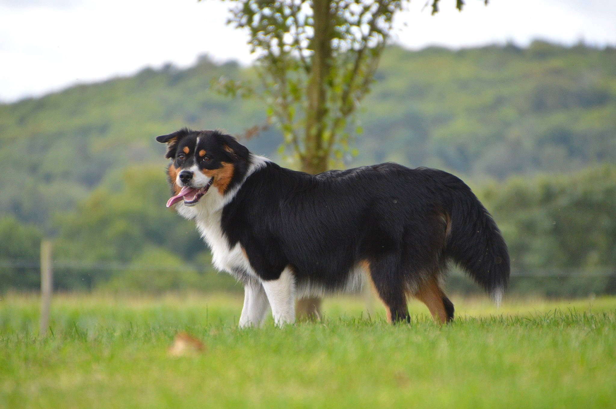 Lucie a rejoint le concours — aidez-le/la à gagner de superbes lots ! australian_collie, australian_shepherd, border_collie, canidae, carnivore, companion_dog, dog, dog_breed, english_shepherd, herding_dog, mammal, rare_breed_dog, scotch_collie, smooth_collie, sporting_group, vertebrate, welsh_sheepdog, working_dog