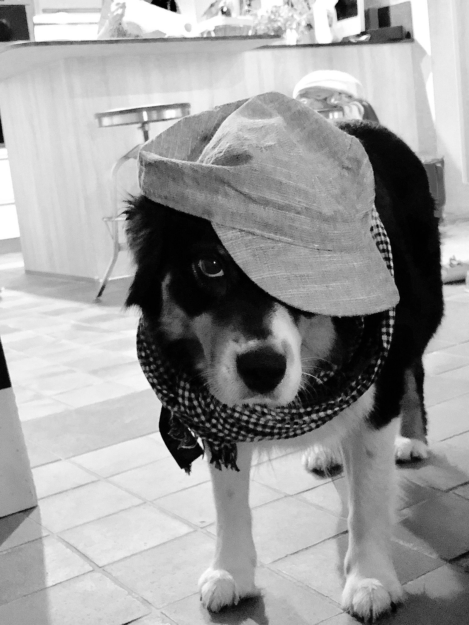 Lucie participe au concours pour gagner de l'argent avec cette photo : black_and_white, canidae, carnivore, companion_dog, costume, dog, dog_breed, hat, headgear, monochrome, monochrome_photography, nose, photography, snapshot, snout, sporting_group, style, white