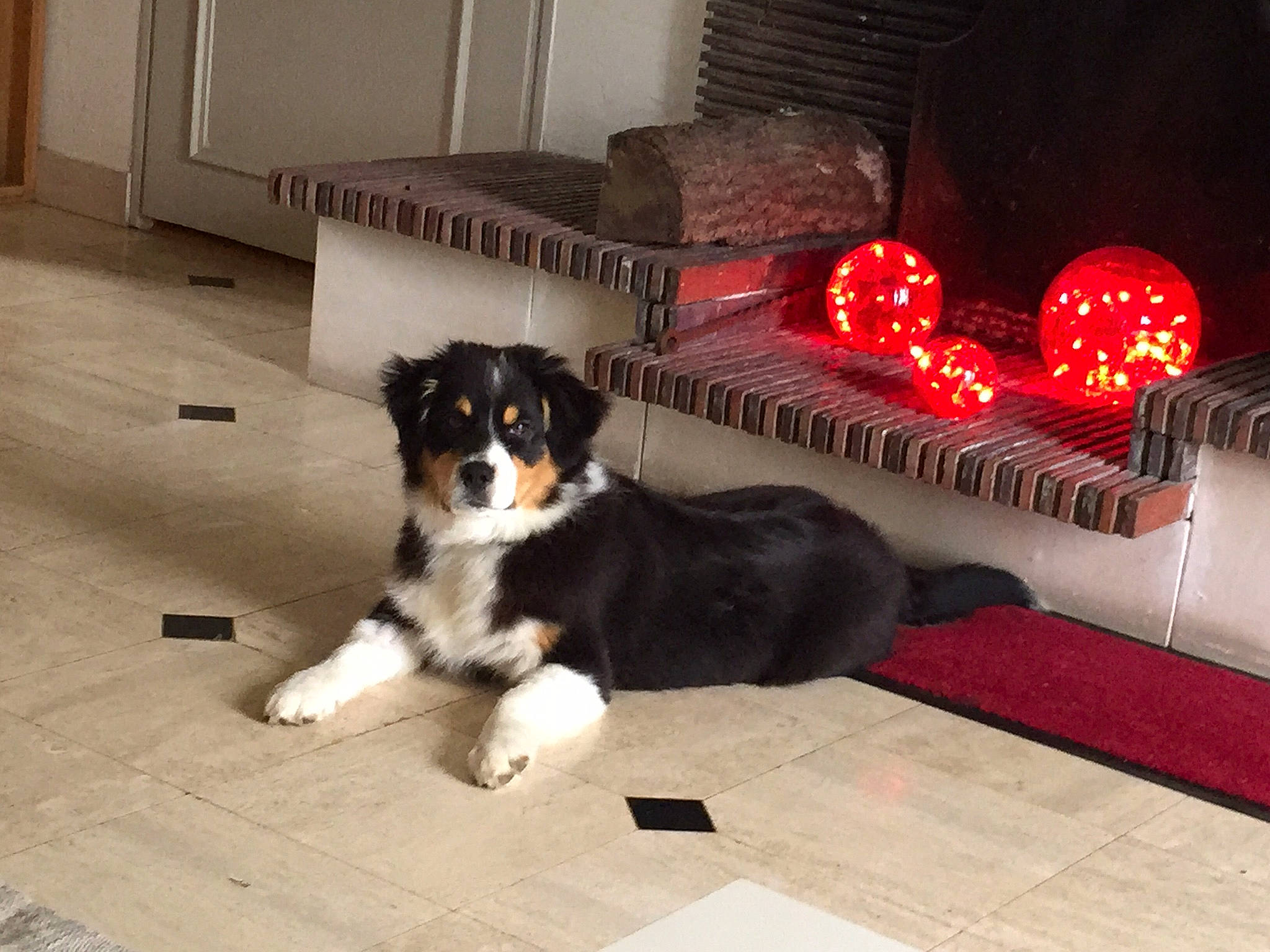 Lucie a rejoint le concours — aidez-le/la à gagner de superbes lots ! appenzeller_sennenhund, australian_shepherd, bernese_mountain_dog, canidae, carnivore, companion_dog, dog, dog_breed, english_shepherd, mammal, puppy, sporting_group, working_dog
