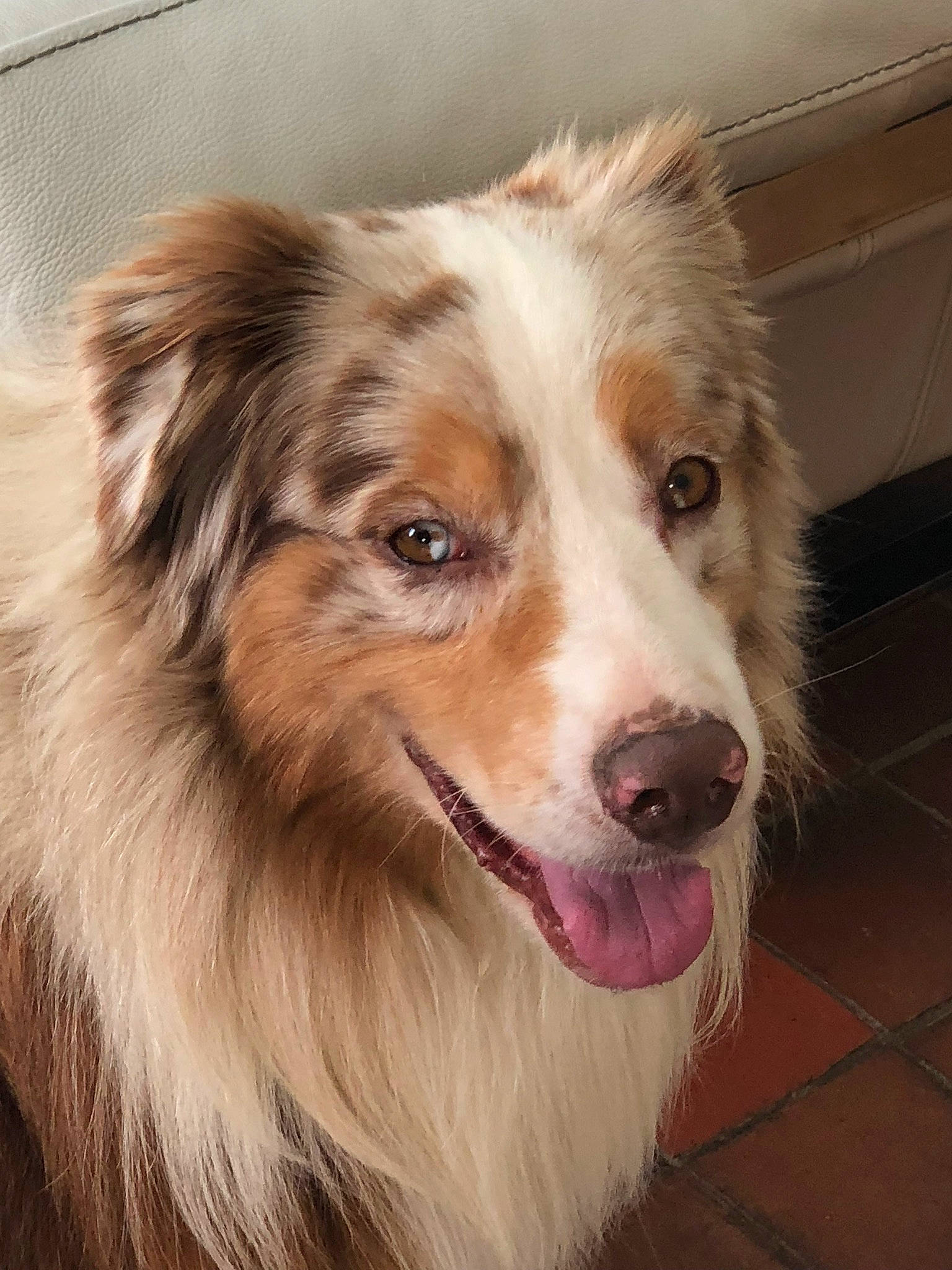 Ici Bin Berliner participe au concours pour gagner de l'argent avec cette photo : aidi, australian_collie, australian_shepherd, basque_shepherd_dog, border_collie, canidae, carnivore, companion_dog, dog, dog_breed, english_shepherd, mammal, miniature_australian_shepherd, rare_breed_dog, scotch_collie, shetland_sheepdog, snout, sporting_group, vertebrate, welsh_sheepdog