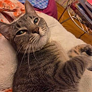 Lyra joined the competition — help win amazing prizes! cat, tabby, pet, feline, whiskers, relaxed, indoor, blanket, soft, fur, closeup, resting, animal, cute, cozy, home, comfort, face, ears, paw