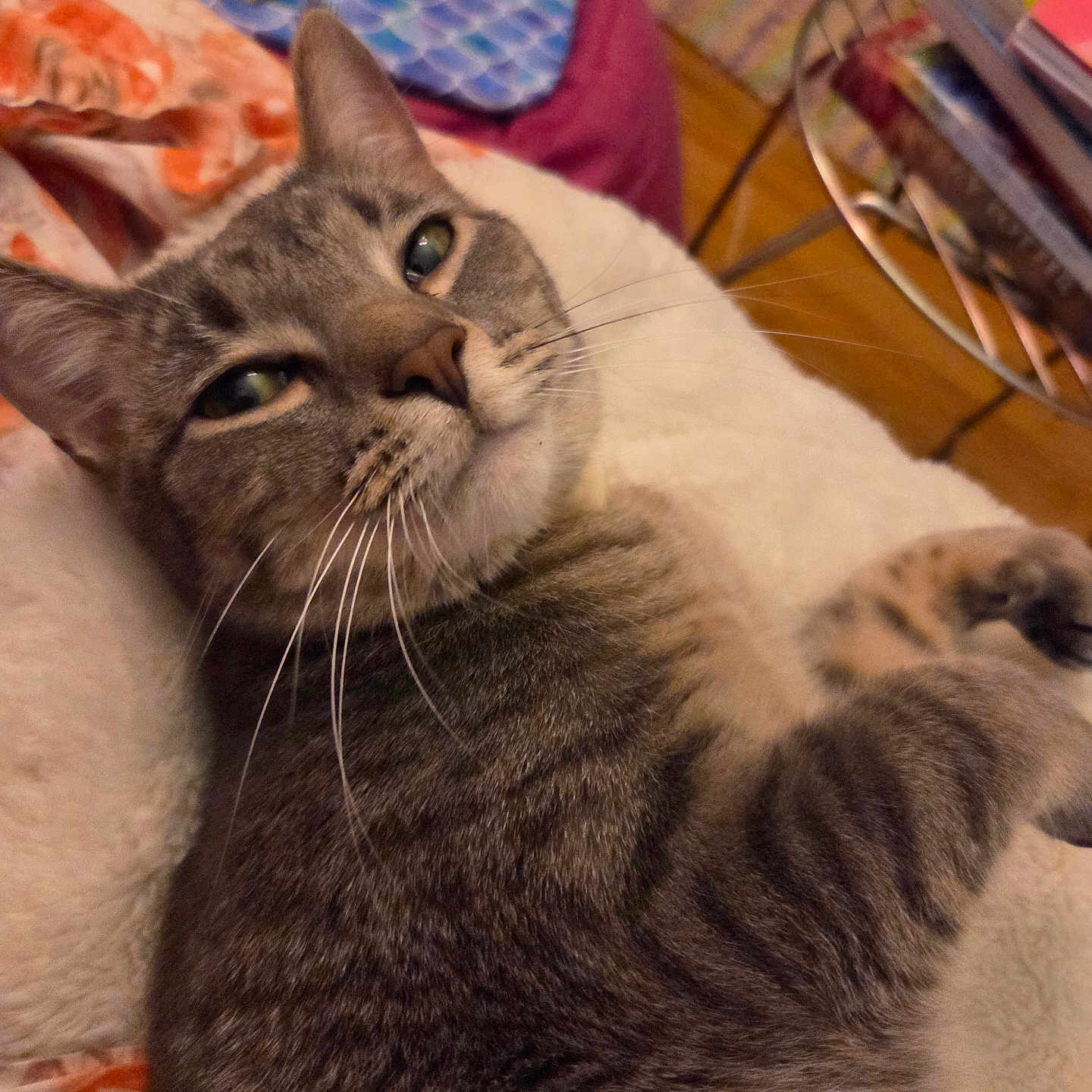 Lyra joined the competition — help win amazing prizes! animal, blanket, cat, closeup, comfort, cozy, cute, ears, face, feline, fur, home, indoor, paw, pet, relaxed, resting, soft, tabby, whiskers