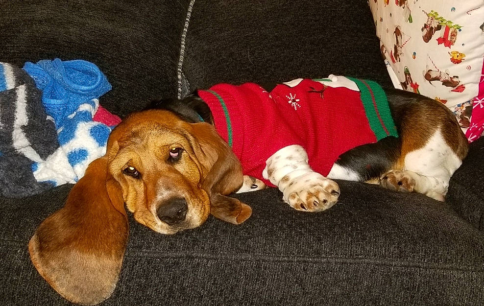 Copper joined the competition — help win amazing prizes! basset_artesien_normand, basset_hound, canidae, carnivore, companion_dog, dog, dog_breed, dog_supply, fawn, fur, hound, liver, living_room, pet_supply, scent_hound, sporting_group, tan, vertebrate, working_animal, working_dog