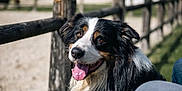 Ozone participe au concours pour gagner de l'argent avec cette photo : dog, happy, tongue_out, outdoor, fence, black_and_white, brown, fluffy, close_up, pet, canine, animal, sunlight, nature, grass, wood, smiling, friendly, portrait, daytime