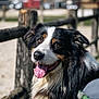 dog, happy, tongue_out, outdoor, fence, black_and_white, brown, fluffy, close_up, pet, canine, animal, sunlight, nature, grass, wood, smiling, friendly, portrait, daytime