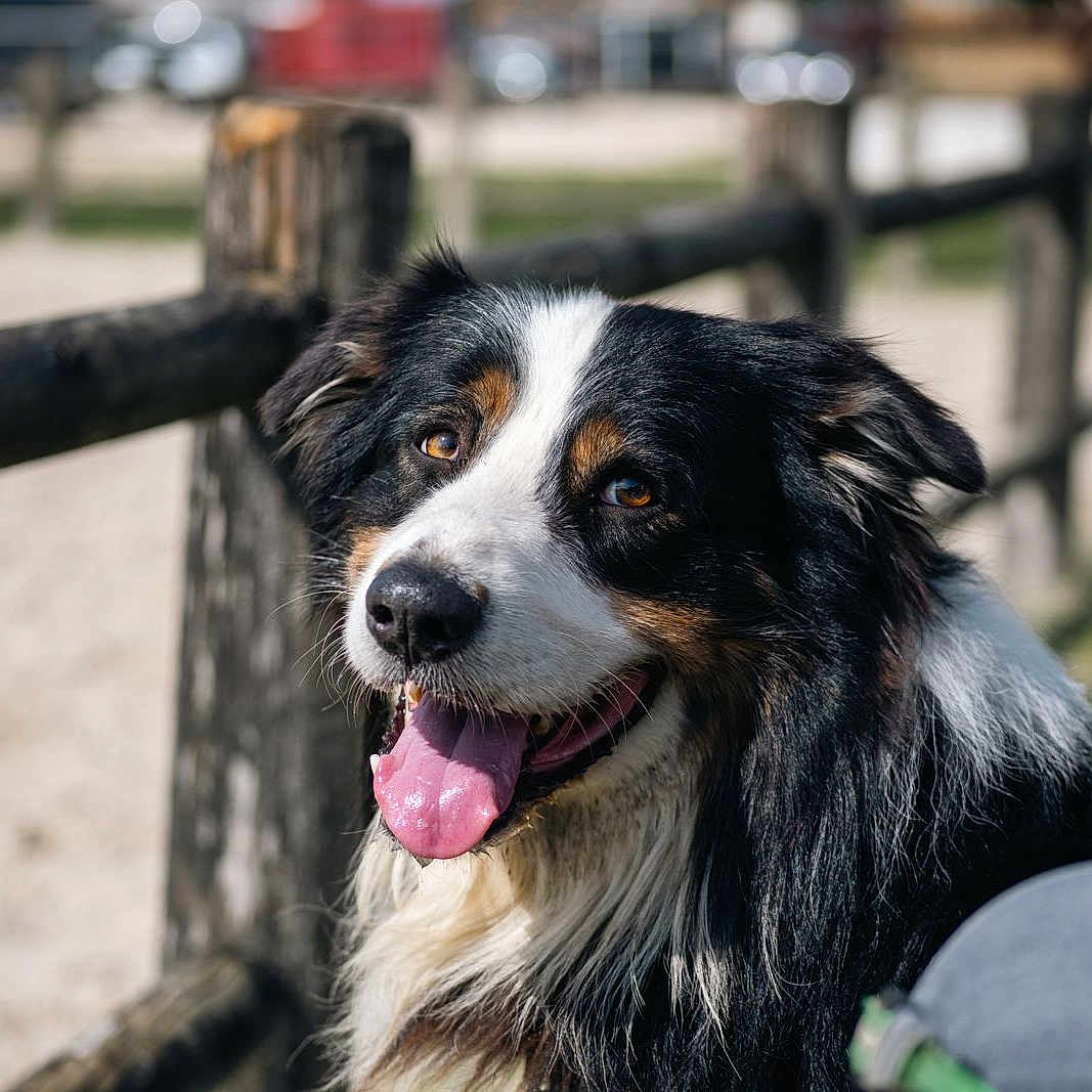 Ozone participe au concours pour gagner de l'argent avec cette photo : animal, black_and_white, brown, canine, close_up, daytime, dog, fence, fluffy, friendly, grass, happy, nature, outdoor, pet, portrait, smiling, sunlight, tongue_out, wood