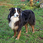 Ozone participe au concours pour gagner de l'argent avec cette photo : dog, australian_shepherd, grass, outdoor, animal, pet, fur, black, white, brown, garden, fence, nature, canine, standing, leaf, yard, collar, muzzle, alert