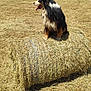 dog, hay_bale, field, grass, farm, rural, sunny, outdoor, animal, canine, black_and_white, tan, tongue_out, sitting, nature, farmhouse, summer, daytime, pasture, pet