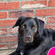 Milo a rejoint le concours — aidez-le/la à gagner de superbes lots ! dog, black_fur, amber_eyes, brick_wall, outdoor, pet, animal, lying_down, close_up, portrait, fur, muzzle, ears, nose, white_patch, calm, looking_at_camera, sidewalk, sunlight, pink_object