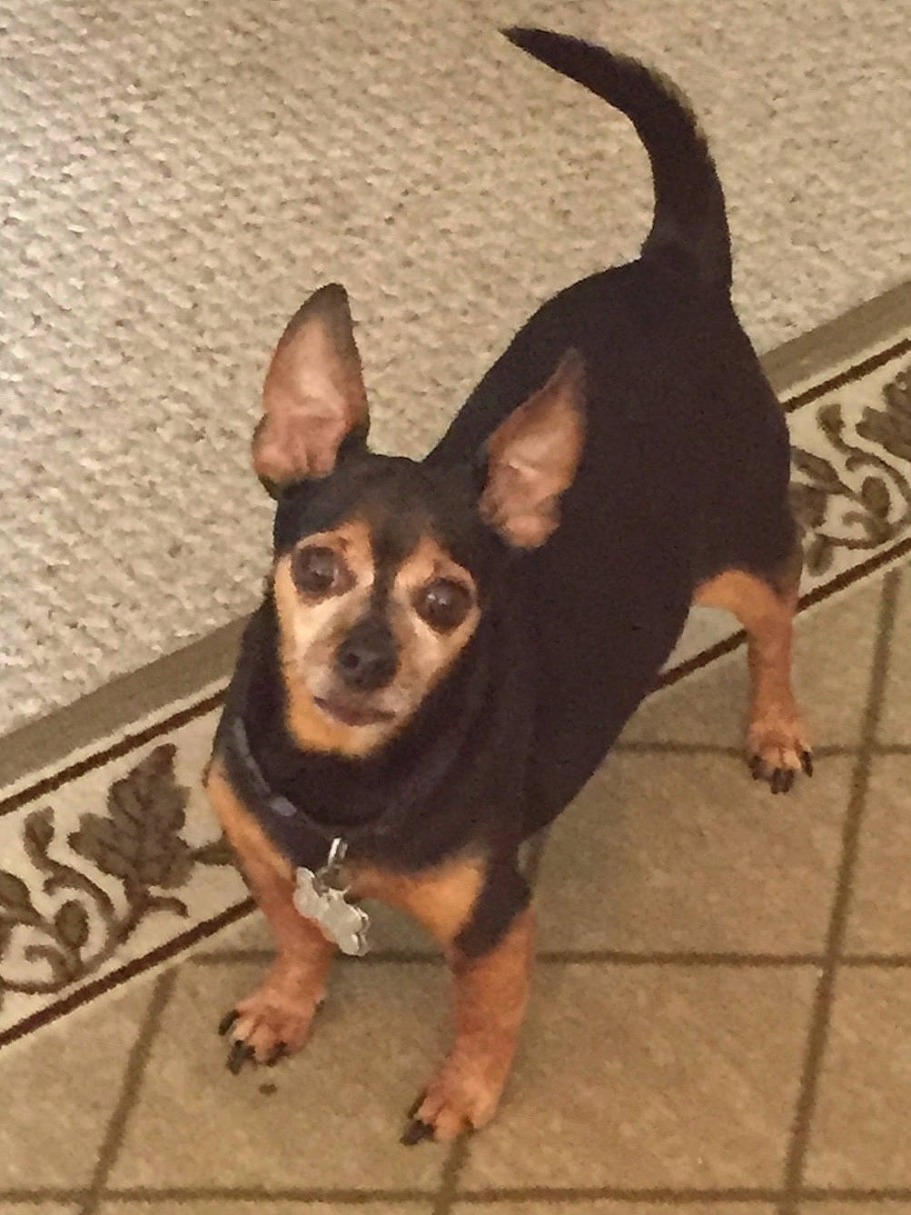 Booboo is registered to the contest to win money with this photo: canidae, carnivore, chihuahua, companion_dog, corgi_chihuahua, dog, dog_breed, dog_supply, fawn, flooring, fur, paw, sporting_group, tail, terrestrial_animal, tile_flooring, toy_dog, whiskers, wood, working_animal