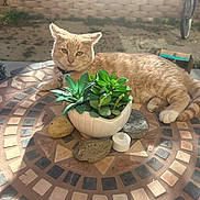 Mufasa is registered to the contest to win money with this photo: cat, succulent, potted_plant, mosaic_table, rocks, outdoor, patio, brick_wall, bicycle, sunlight, shadow, pet, paws, collar, bell, ceramic_pot, stones, decor, relaxed, tabletop