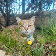 Leo is registered to the contest to win money with this photo: cat, ginger_cat, pet, outdoor, grass, collar, id_tag, whiskers, ears, eyes, feline, bush, leaves, nature, close_up, portrait, relaxed, sitting, ground, yellow_flower