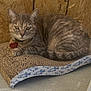 cat, tabby, feline, pet, collar, id_tag, heart_tag, scratcher, cardboard, wood_panel, whiskers, yellow_eyes, striped_fur, tail, relaxed, sitting, close_up, indoor, concrete_floor, portrait