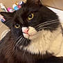 animal, bathroom_sink, black_and_white, calm, cat, close_up, cute, domestic_cat, feline, fluffy, fur, household, indoor, pet, pink_nose, portrait, relaxed, toiletries, whiskers, yellow_eyes