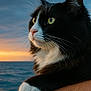 animal, arm, cat, close_up, clouds, feline, fur, nature, ocean, outdoor, paw, person, pet, serene, sky, sunset, tuxedo_cat, water, whiskers, yellow_eyes
