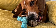 Maverick is registered to the contest to win money with this photo: dog, puppy, couch, indoor, toy, chewing, brown_fur, white_markings, floppy_ears, close_up, pet, cozy, house, furniture, relaxing, playful, animal, domestic, cute, companion