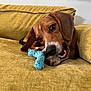 dog, puppy, couch, indoor, toy, chewing, brown_fur, white_markings, floppy_ears, close_up, pet, cozy, house, furniture, relaxing, playful, animal, domestic, cute, companion