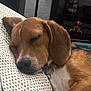 Maverick joined the competition — help win amazing prizes! dog, beagle, puppy, sleeping, pillow, indoor, pet, closeup, relaxing, brown, white, ears, nose, collar, toy, figurine, spiderman, background, couch, cozy