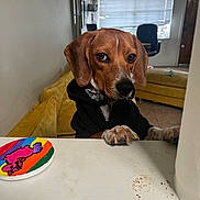 Maverick is registered to the contest to win money with this photo: dog, hoodie, table, paws, living_room, couch, window, blinds, coaster, colorful, brown_dog, indoor, furniture, side_eye, curious, pet, canine, floor, door, home