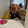dog, hoodie, table, paws, living_room, couch, window, blinds, coaster, colorful, brown_dog, indoor, furniture, side_eye, curious, pet, canine, floor, door, home