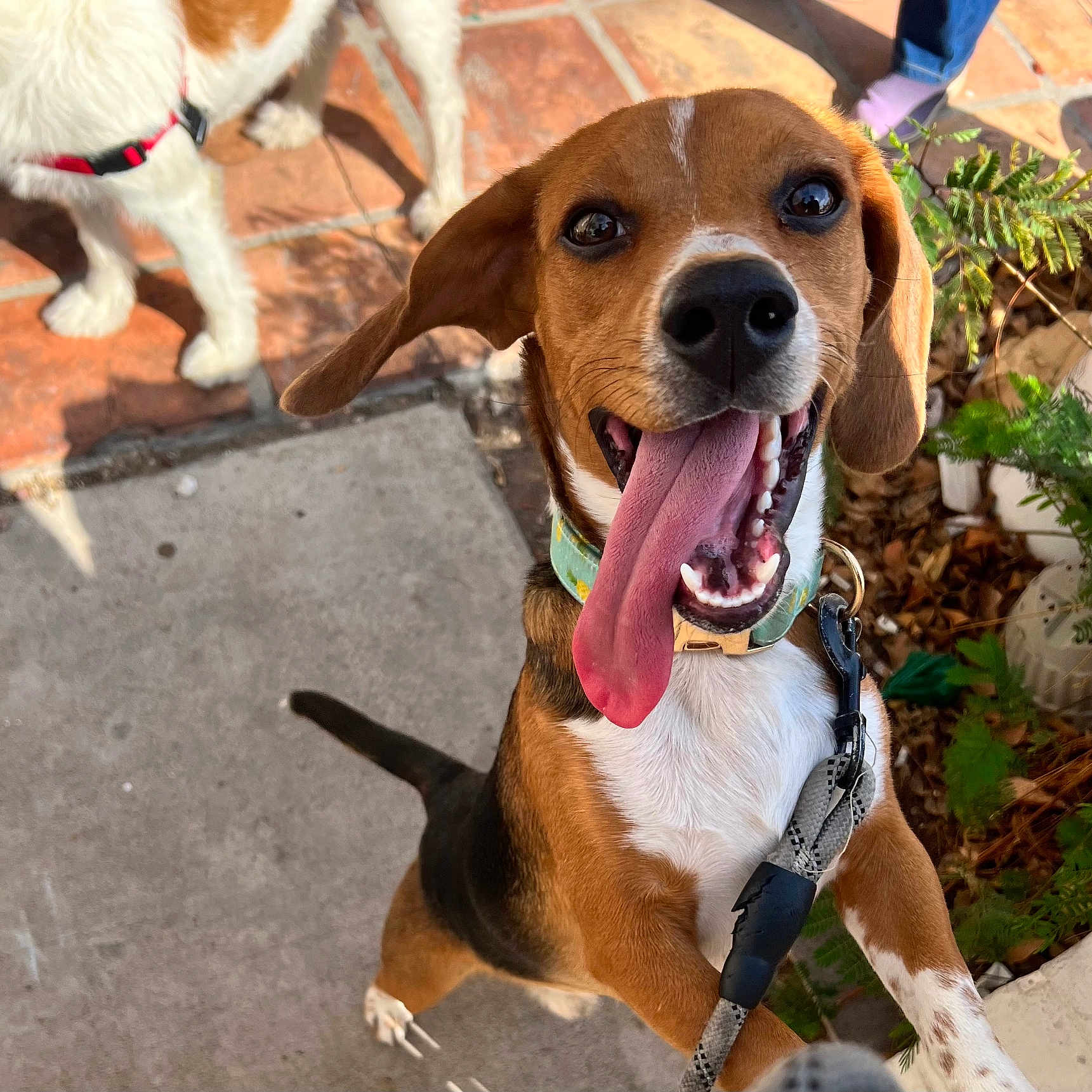 Maverick joined the competition — help win amazing prizes! background_dog, beagle, brick, canine, collar, concrete, dog, feet, greenery, happy, jumping, leash, outdoor, person, pet, plants, playful, shadow, sunlight, tongue_out