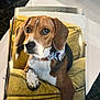 Maverick is registered to the contest to win money with this photo: dog, beagle, pet, collar, couch, furniture, indoor, animal, canine, brown, white, paw, ears, face, portrait, relaxed, cute, domestic, companion, home
