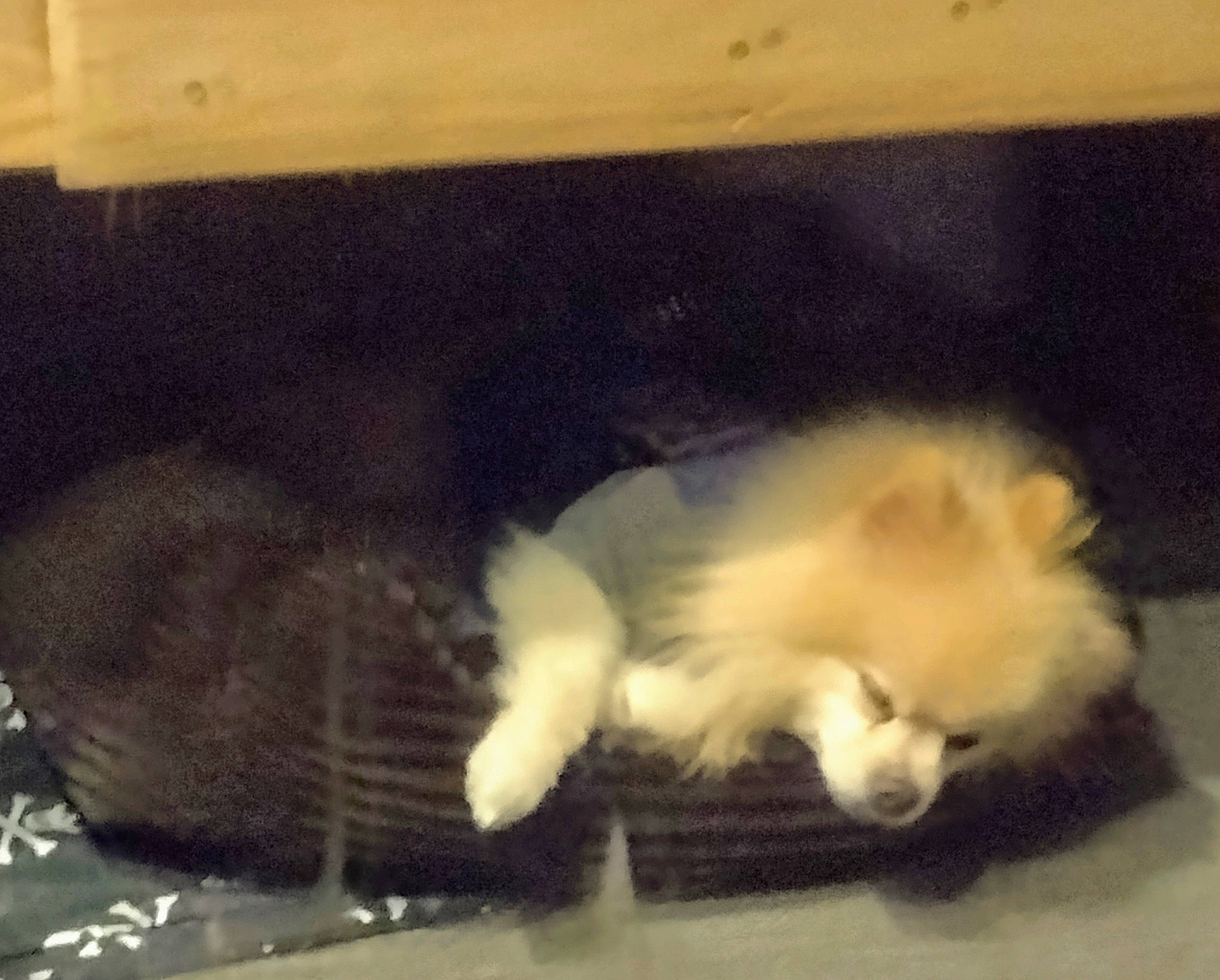 Bailey is registered to the contest to win money with this photo: canidae, carnivore, claw, companion_dog, corgi_chihuahua, dog, dog_breed, fawn, felidae, fur, german_spitz, german_spitz_klein, paw, snout, spitz, sporting_group, tail, terrestrial_animal, toy_dog, whiskers