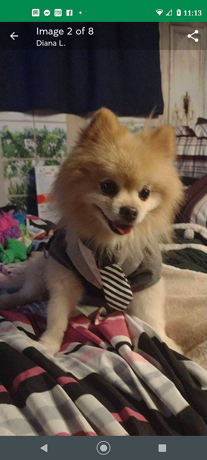 Bailey joined the competition — help win amazing prizes! canidae, carnivore, companion_dog, dog, dog_breed, dog_supply, fashion_accessory, fawn, fur, german_spitz, german_spitz_klein, german_spitz_mittel, pomeranian, snout, spitz, sporting_group, toy_dog, volpino_italiano, whiskers, working_animal