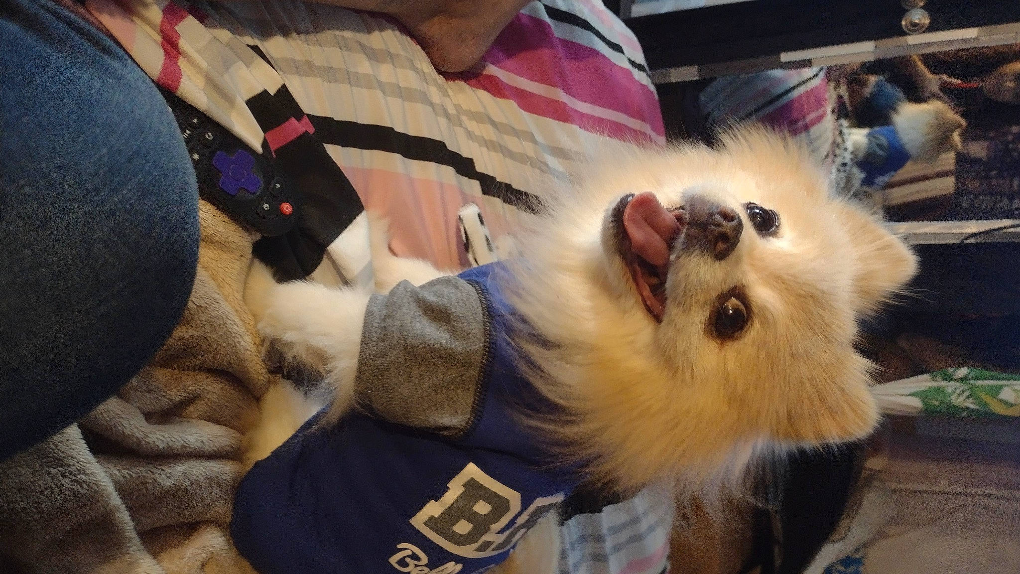 Bailey is registered to the contest to win money with this photo: canidae, carnivore, comfort, companion_dog, dog_breed, eyewear, fashion_accessory, fawn, felidae, fur, german_spitz, german_spitz_klein, paw, small_to_medium_sized_cats, snout, spitz, sporting_group, toy_dog, volpino_italiano, whiskers