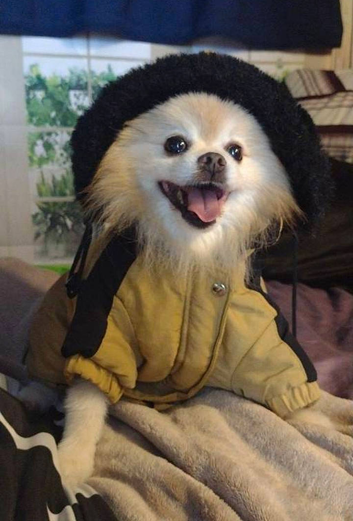 Bailey is registered to the contest to win money with this photo: canidae, carnivore, companion_dog, dog, dog_breed, dog_supply, fawn, fur, german_spitz, happy, hat, head, houseplant, plant, smile, snout, spitz, sporting_group, toy_dog, whiskers