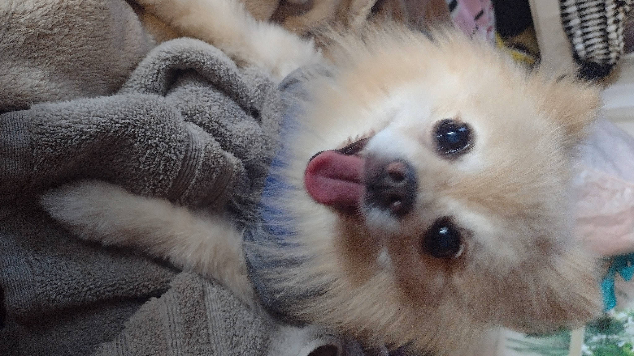 Bailey joined the competition — help win amazing prizes! canidae, carnivore, close_up, companion_dog, dog, dog_breed, fawn, fur, german_spitz, german_spitz_klein, german_spitz_mittel, pomeranian, samoyed, snout, spitz, sporting_group, toy_dog, volpino_italiano, whiskers, working_animal