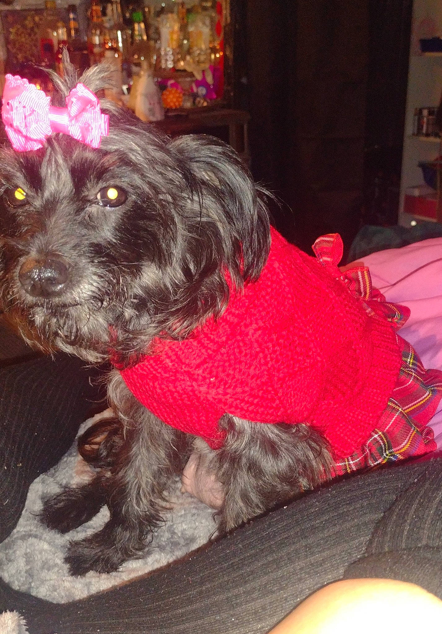 Cloe joined the competition — help win amazing prizes! canidae, carnivore, collar, comfort, companion_dog, dog, dog_breed, dog_collar, dog_supply, flesh, fur, liver, magenta, pattern, pink, snout, spaniel, sporting_group, terrier, working_animal