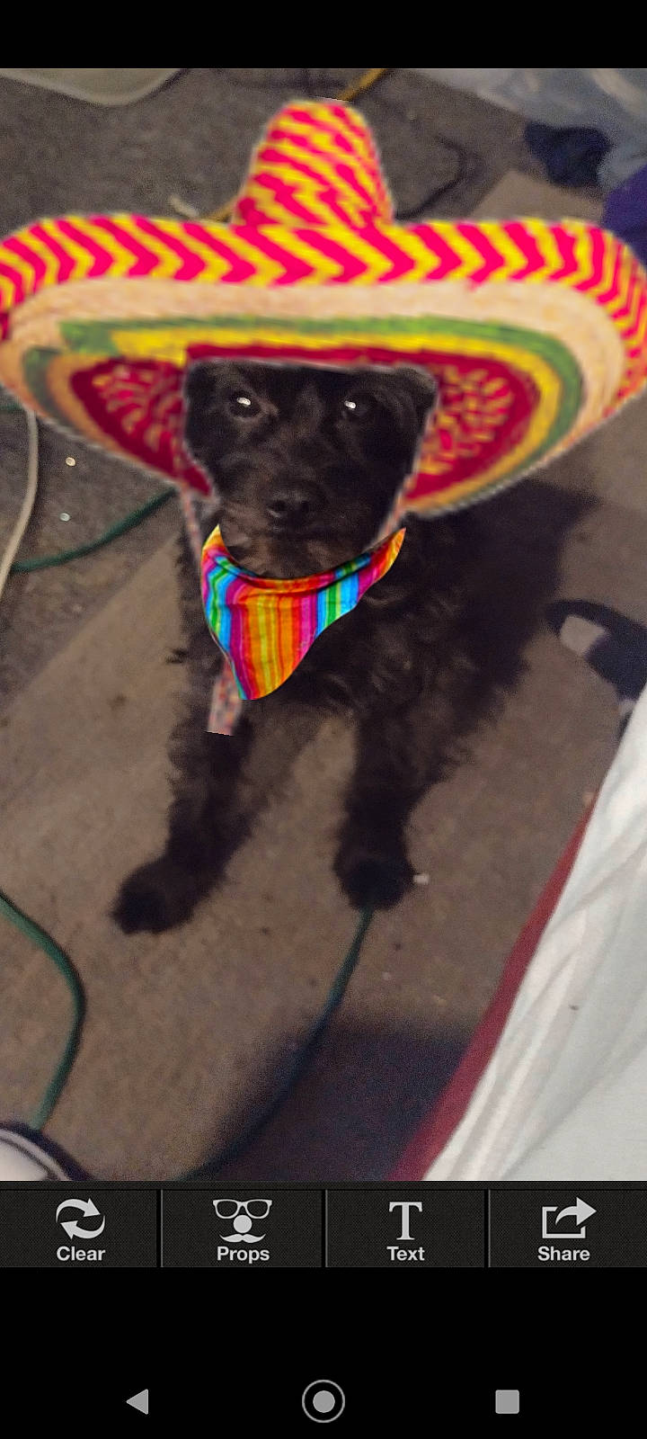 Cloe is registered to the contest to win money with this photo: art, canidae, carnivore, collar, companion_dog, dog, dog_breed, dog_collar, dog_supply, fawn, liver, pet_supply, photo_caption, pug, snout, sporting_group, tail, toy_dog, working_animal, wrinkle