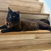 Pepper joined the competition — help win amazing prizes! alert, animal, black_cat, cat, collar, cute, domestic_animal, feline, fur, home, indoor, lying_down, paw, pet, relaxed, stairs, tag, whiskers, wooden_stairs, yellow_eyes