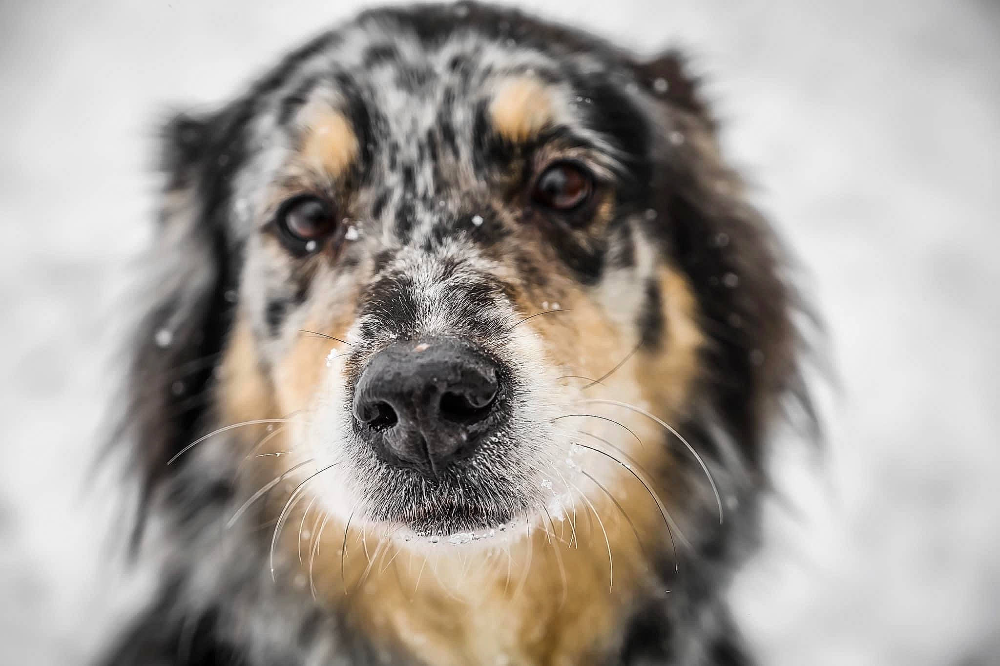 Avery joined the competition — help win amazing prizes! ancient_dog_breeds, canidae, carnivore, companion_dog, dog, dog_breed, fur, herding_dog, snout, sporting_group, terrestrial_animal, whiskers, winter, working_animal, working_dog