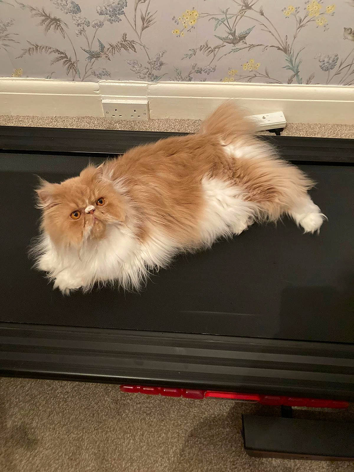 Geoffrey joined the competition — help win amazing prizes! british_longhair, brown, canidae, carnivore, cat, companion_dog, fawn, felidae, flooring, fur, hardwood, paw, persian, small_to_medium_sized_cats, snout, tail, terrestrial_animal, whiskers, window, wood