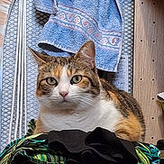 Chanelle a rejoint le concours — aidez-le/la à gagner de superbes lots ! cat, calico, clothes, pile, towel, ironing_board, indoor, pet, feline, fur, face, eyes, ears, resting, sitting, domestic, cozy, laundry, background, wood